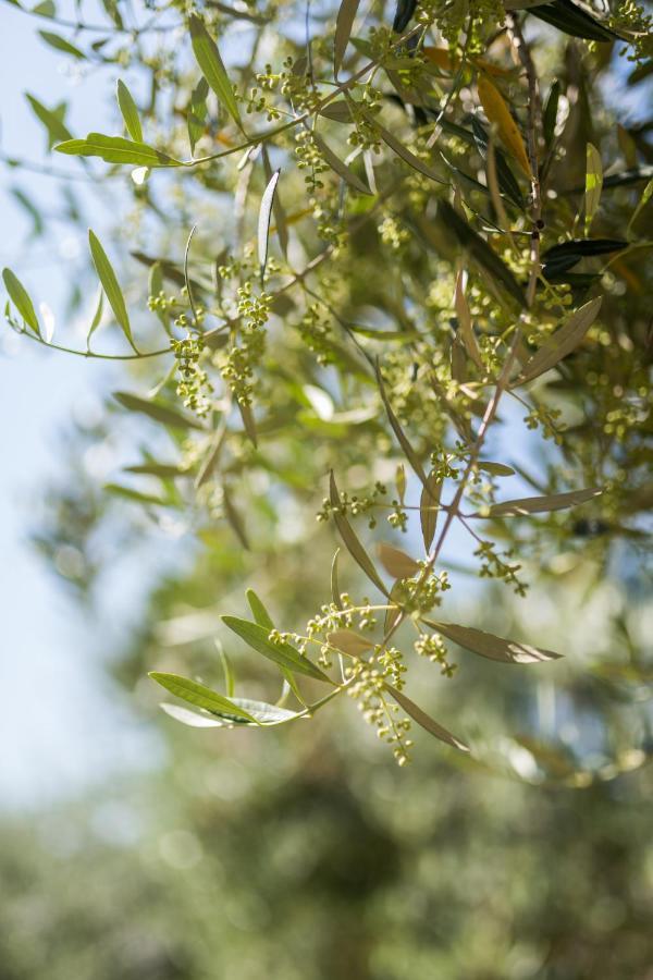 Bb Olive Bed and Breakfast Seget  Buitenkant foto